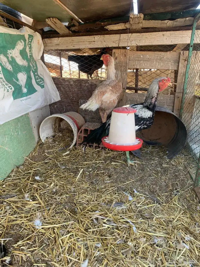 للبيع دجاج باكستاني العدد 27 دجاج مع اديك عددهم 8 33