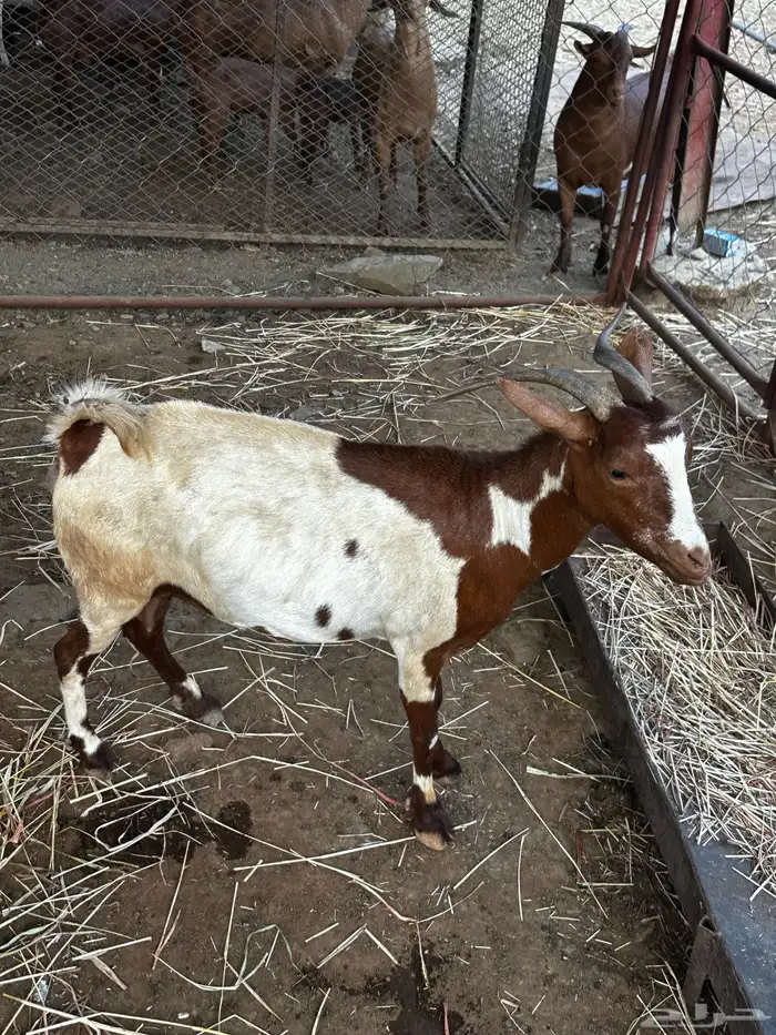 غنم دهم للبيع 0