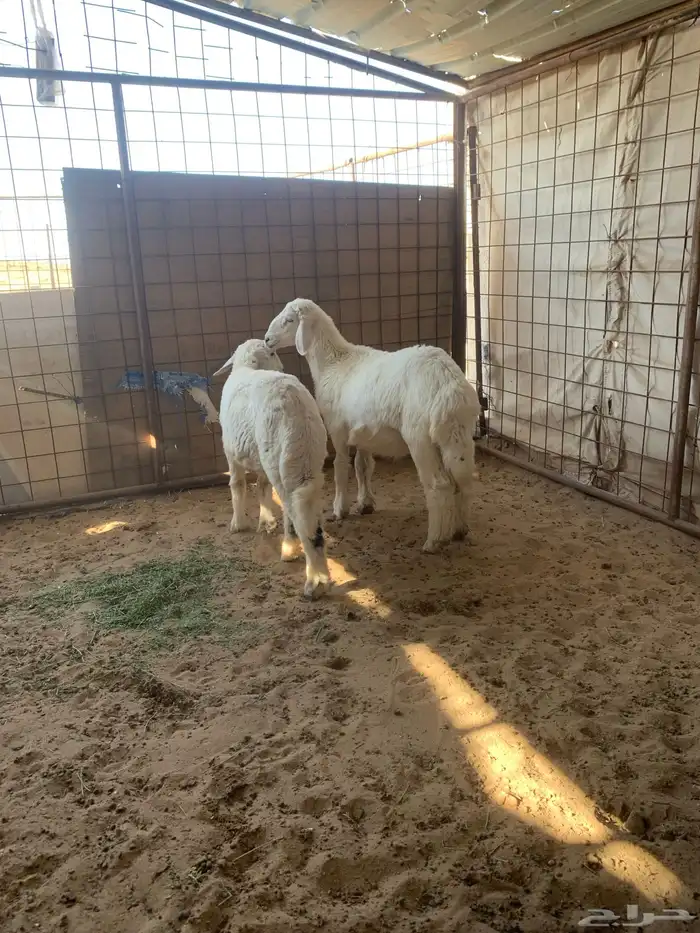 للبيع رخل اربع شهور او طلي 3 شهور ونص 3