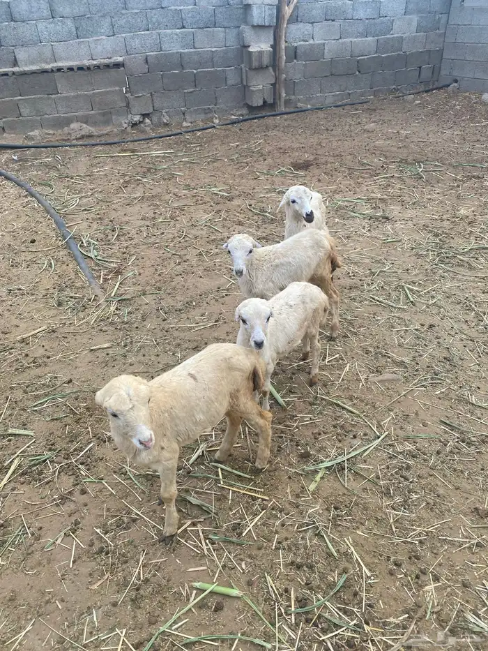 للبيع رخيل تربيه 1