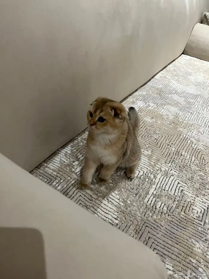 سكوتش فولد تربل قولد 2