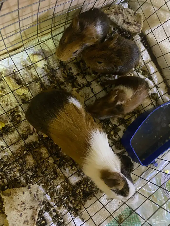 عاجل وبر مع عيالها 0