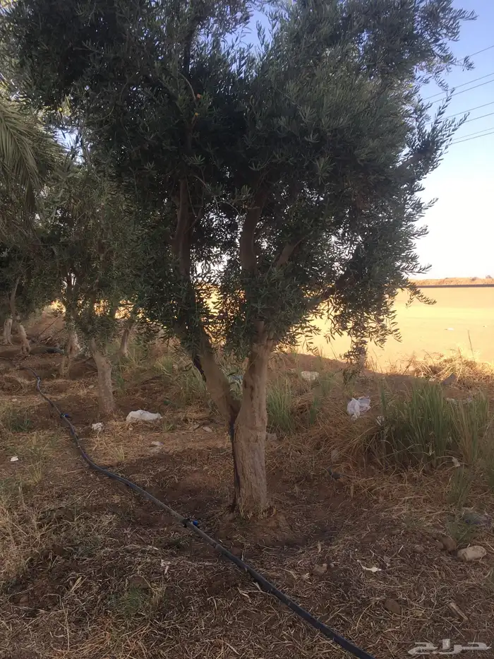 شجر ساق زيتون معمراشجار زيتون ساق معمر 27