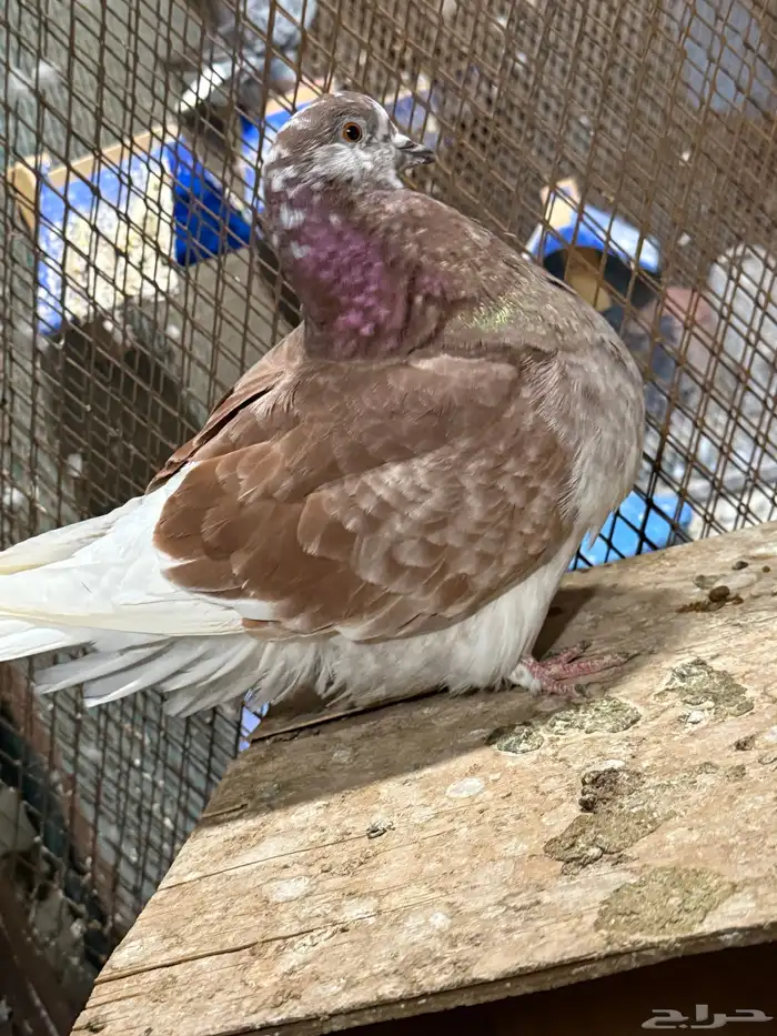 للبيع جوز فرش منتج مكينه تحته بيض ومعه فرخ 8