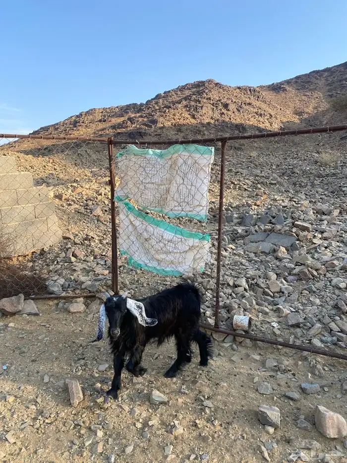 للبيع جفره 1