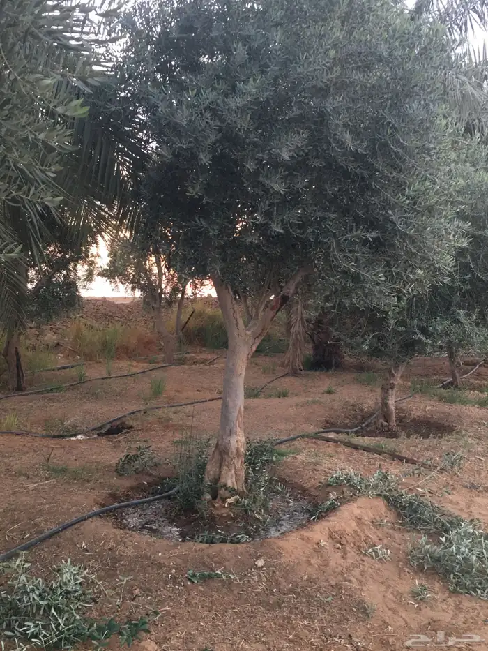 شجر ساق زيتون معمراشجار زيتون ساق معمر 0