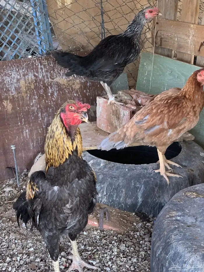 للبيع دجاج باكستاني العدد 27 دجاج مع اديك عددهم 8 23