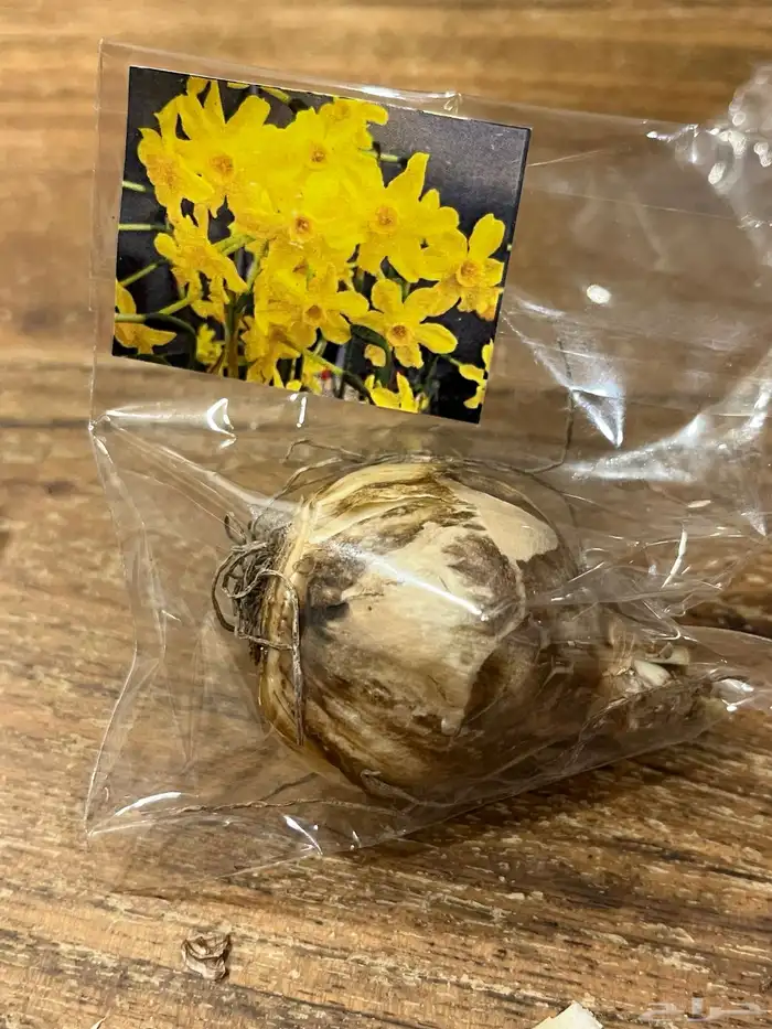 ورد بصيلات نمساوية 7