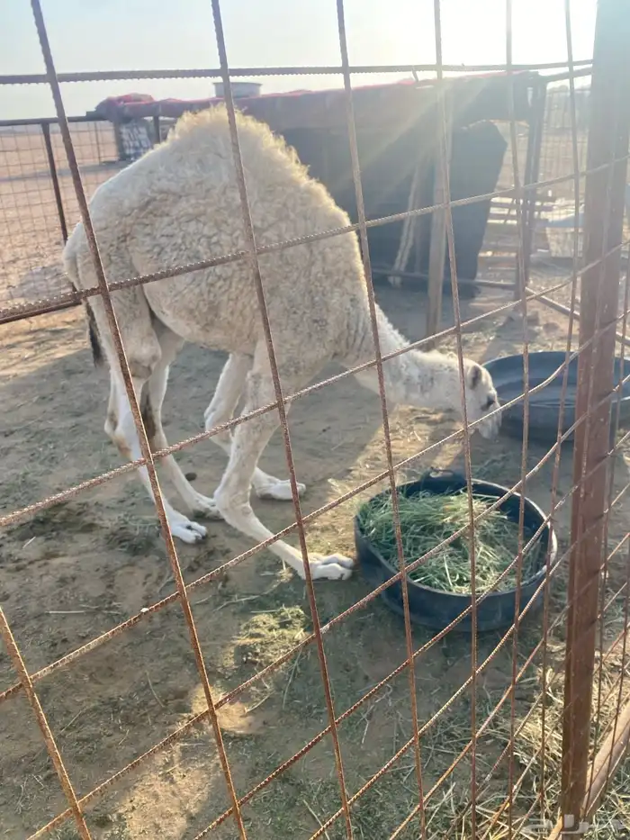 السلام عليكم بكره عمره 6 شهور 4