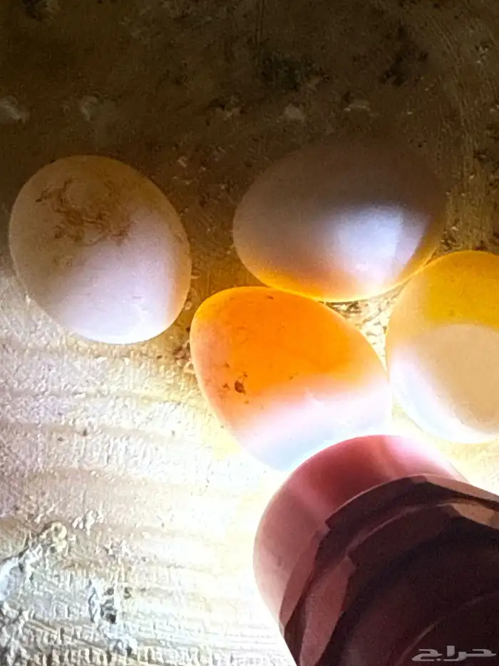 للبيع زوج انجليزي مستوي معاه بيض مخصب 2