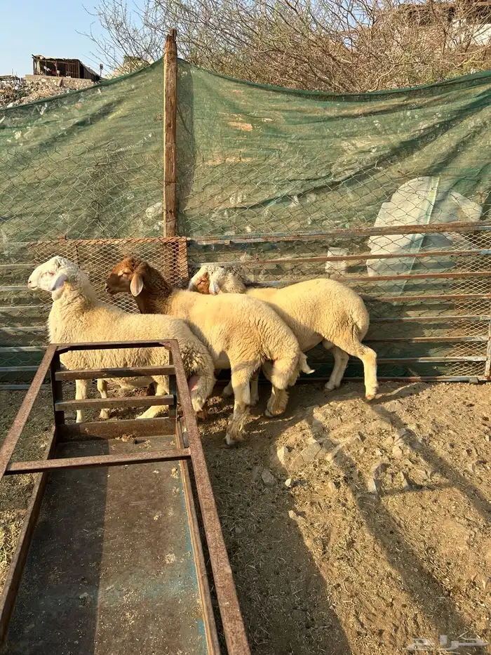 طليان ذبائح فاخره منسبات 3