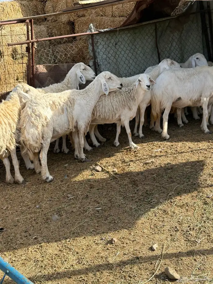 ضان مراح للبيع 4