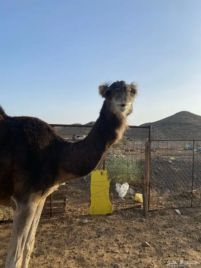 ناقه كنانيه ضريبه تحتها بكره طيبه منوة القناي 1