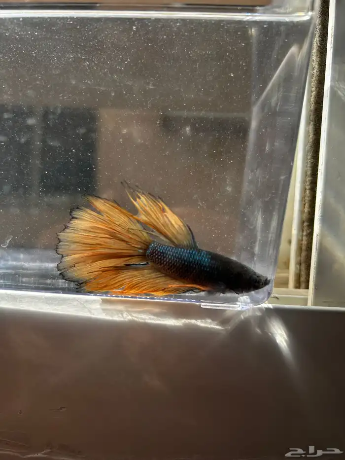 سمك فايتر الوان جميله و أشاكل رائعه مشاء الله 6