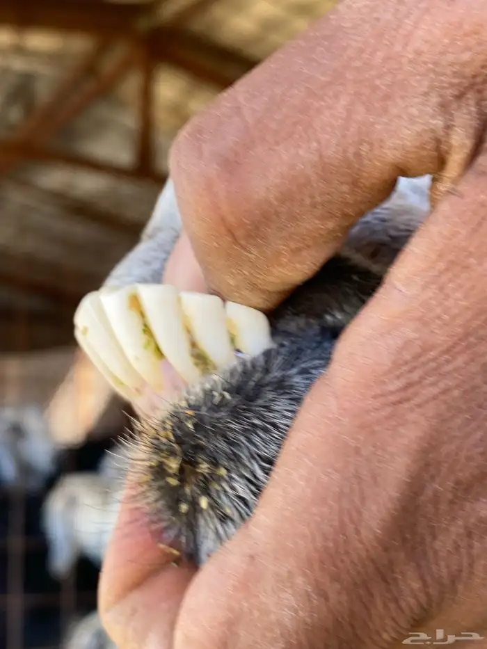 معزا مصريات صنف شهب دفيع ومضاريع شرط 28