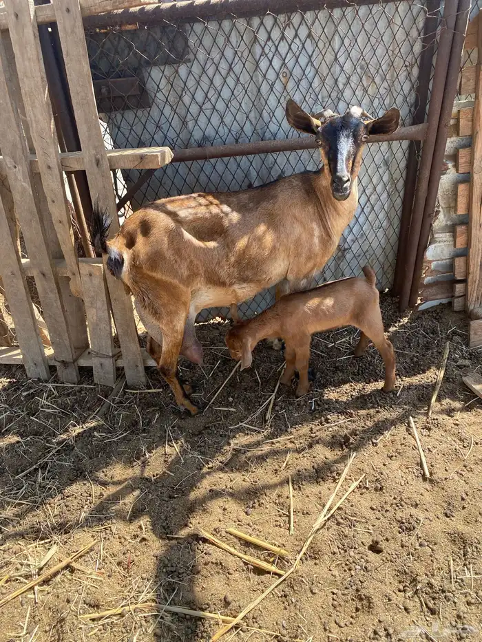 معزا دفيع واصلات 2