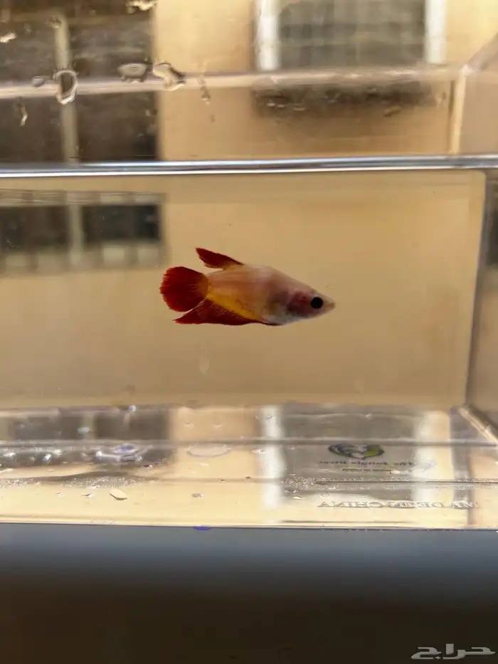 سمك فايتر الوان جميله و أشاكل رائعه مشاء الله 16