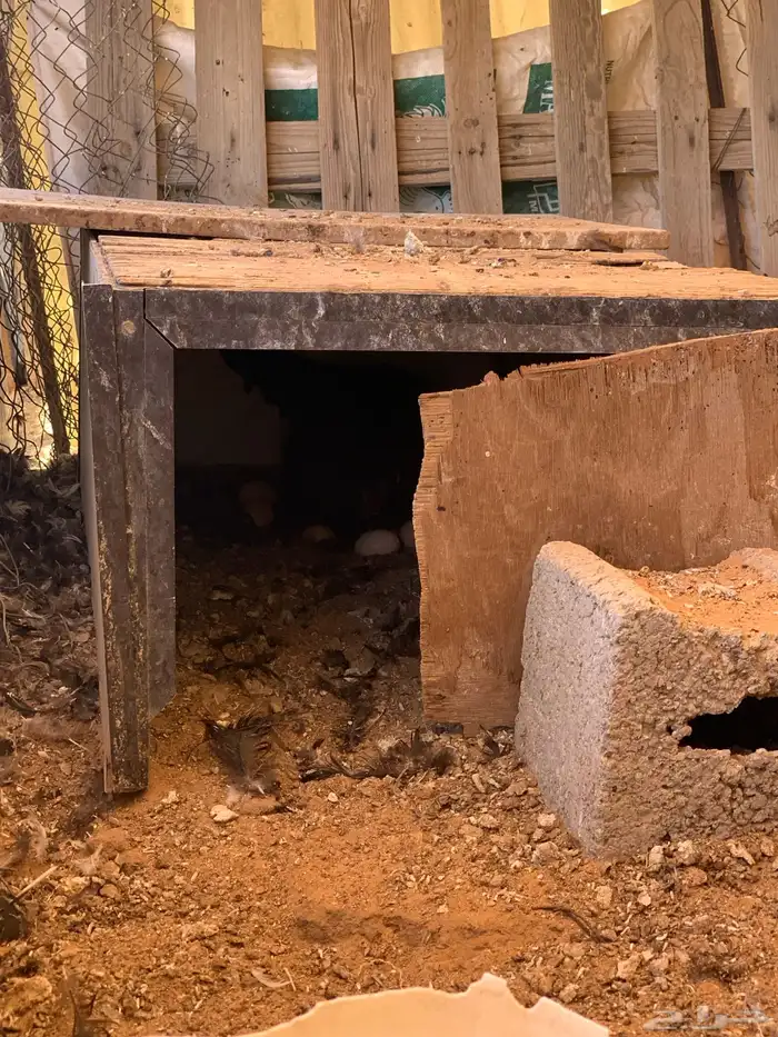 للبيع دجاج باكستاني العدد 27 دجاج مع اديك عددهم 8 15