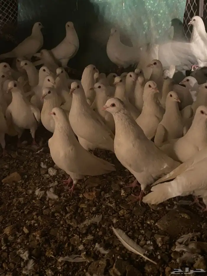 تم البيع الله يبارك لرعيه 2