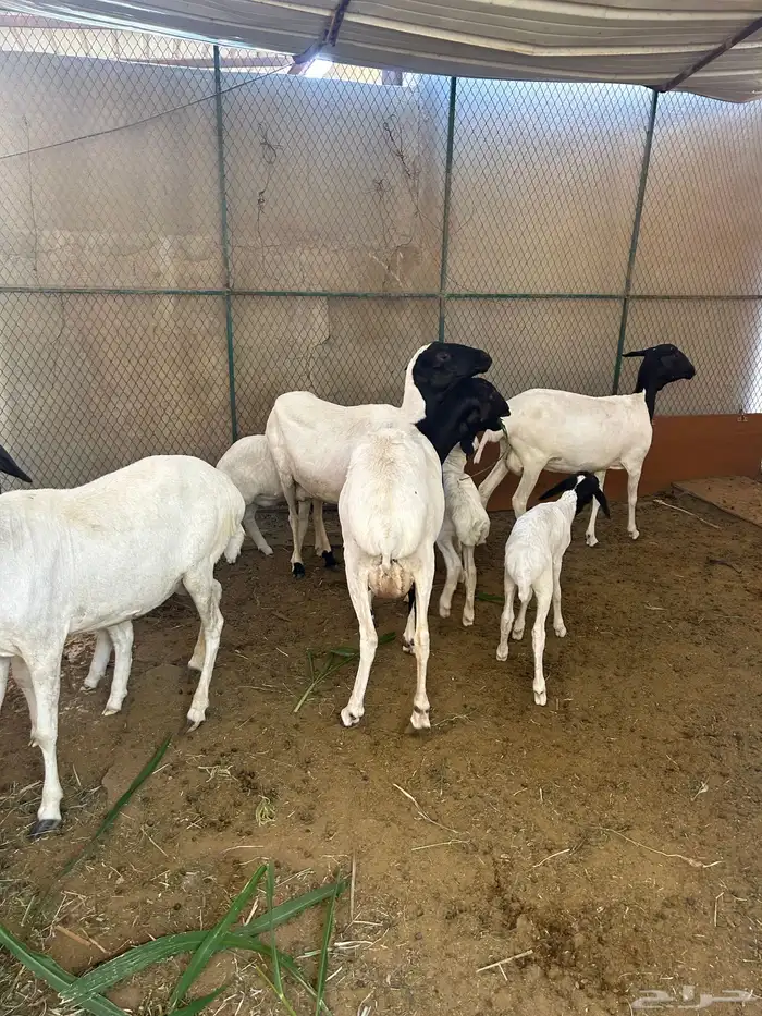 للبيع بربر العد 4 متابيع 4