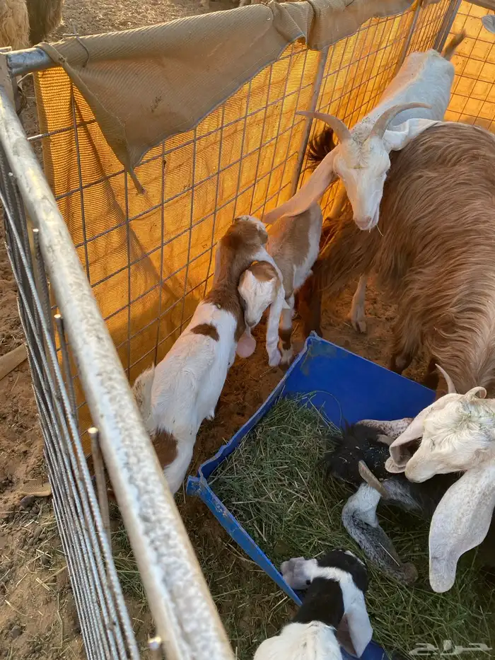 معزا مواليد 5