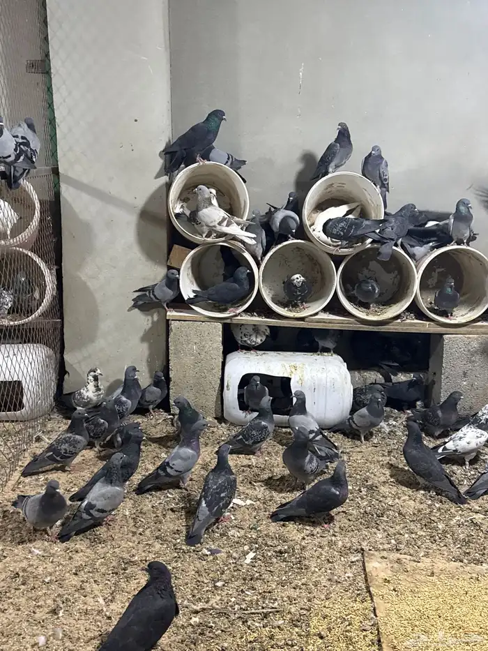 حمام سوادي 0