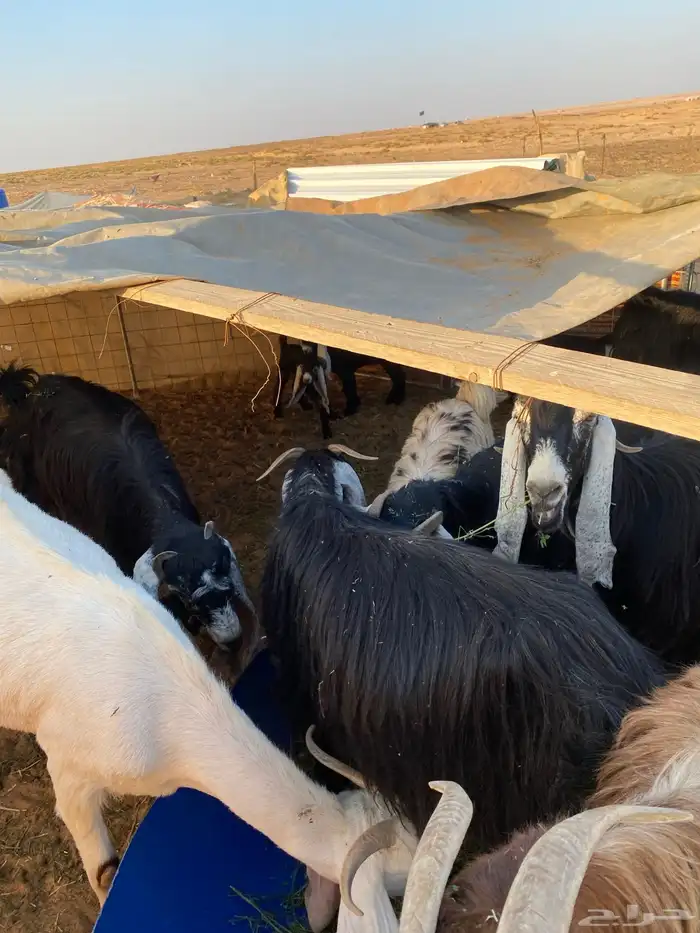 معزا مواليد 4