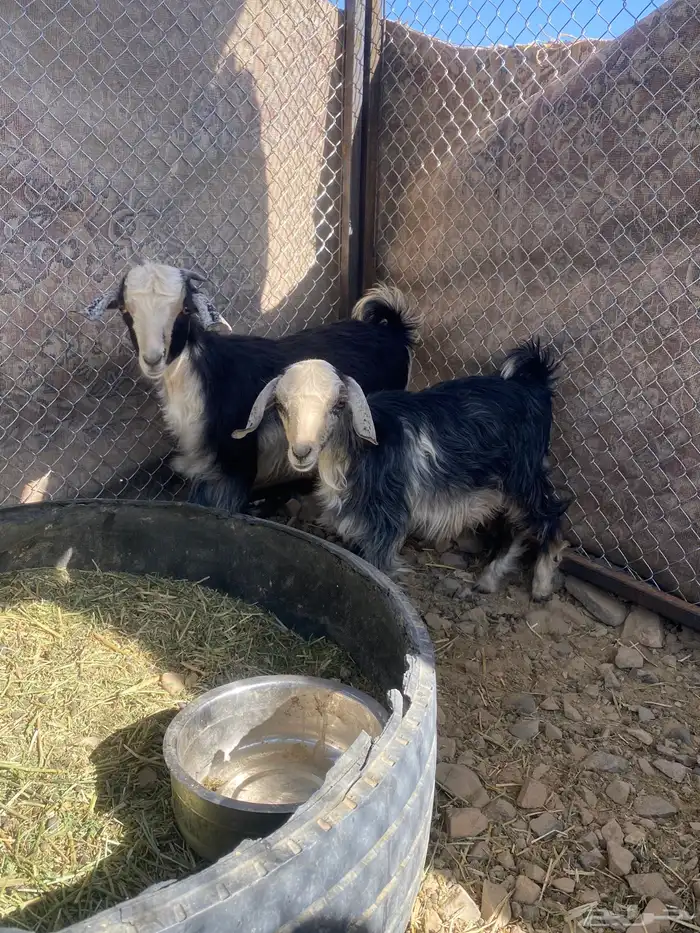 تيس وجفره للبيع 0