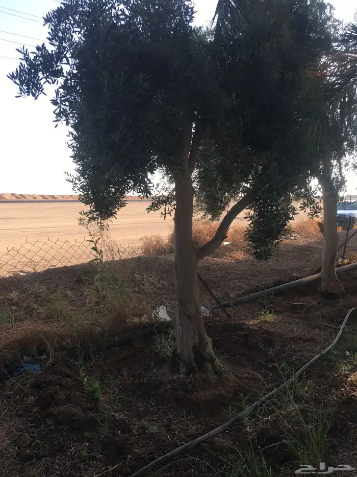 شجر ساق زيتون معمراشجار زيتون ساق معمر 35