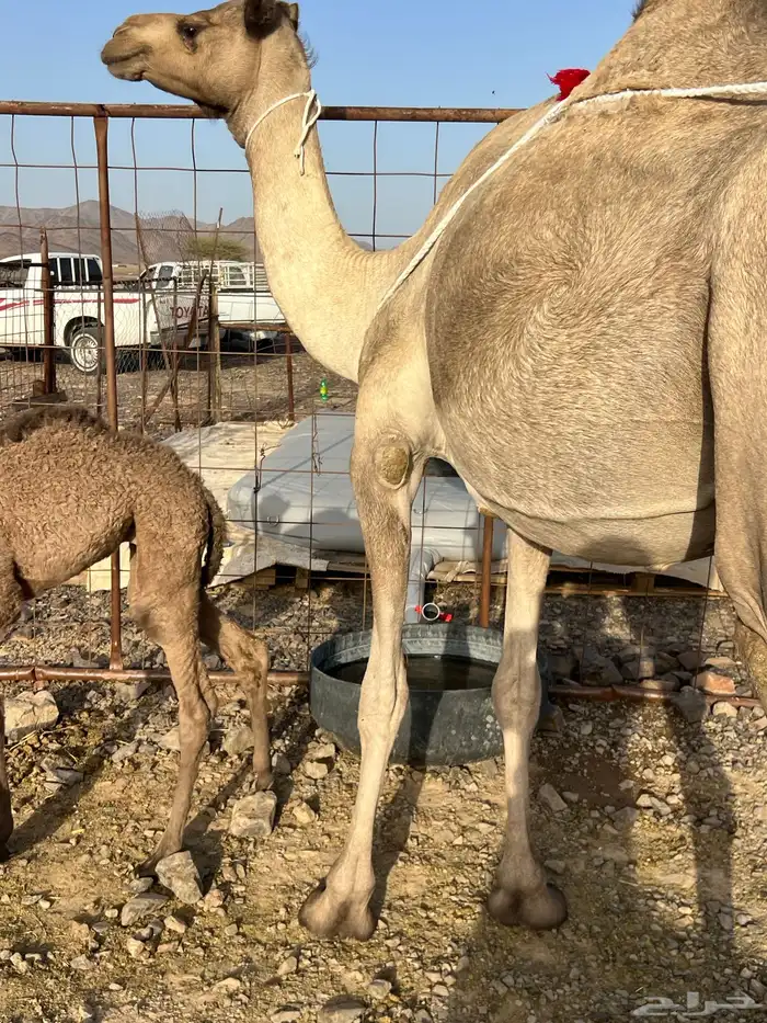 خلفه مصغر تحتها قعود ب 8800 تم البيع 5