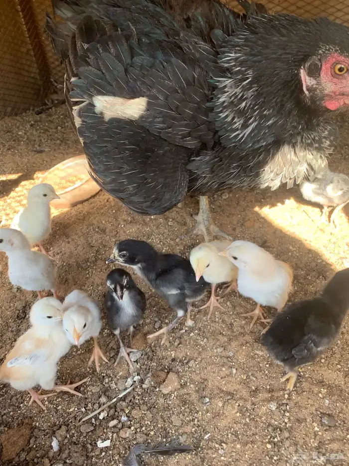 للبيع دجاج باكستاني العدد 27 دجاج مع اديك عددهم 8 1