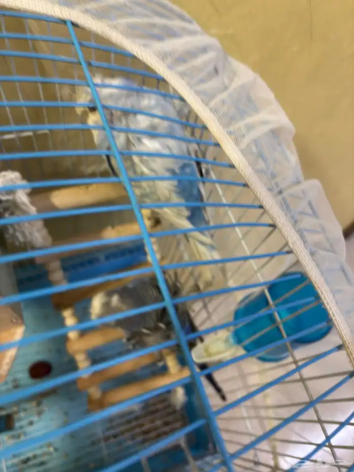 زوج طيور الحب 2