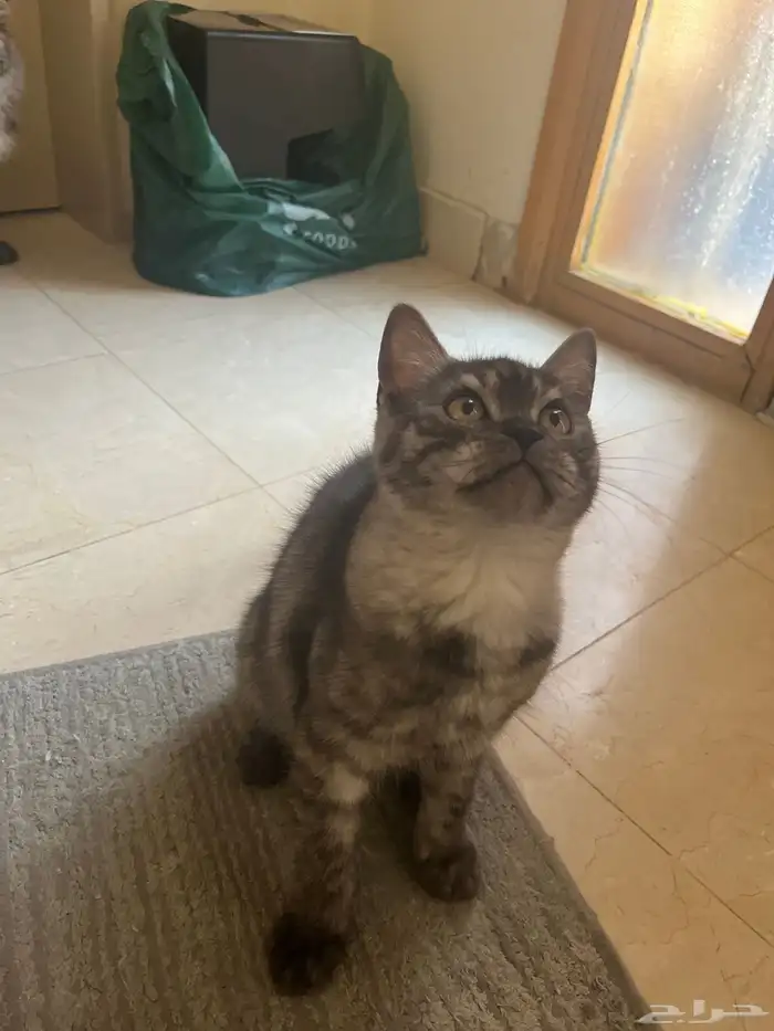 قط سكوتش ستريت للبيع 0