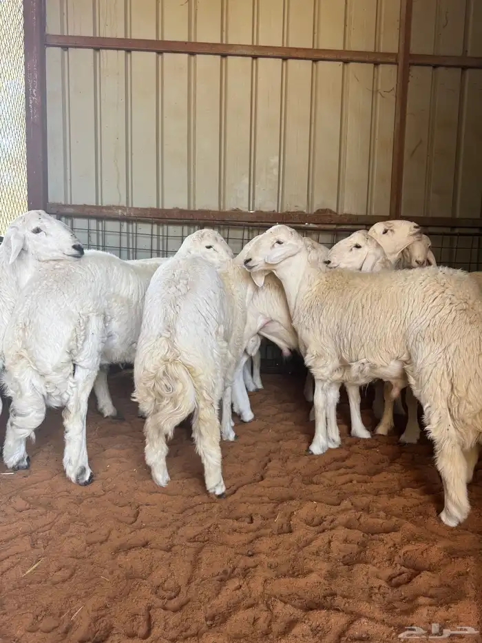 يوجد ذبايح وخدمة ذبح وتوصيل داخل المجمعه 0