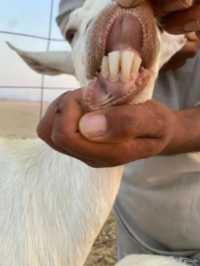 عنز بيشية برصاء معها جفره 2