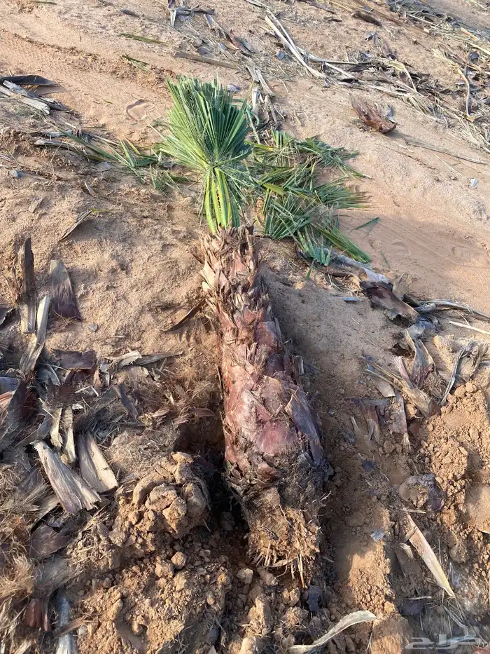 يوجد لدينا نخل زينه وشنطن الموقع شقرالمجمعه ساجر الدودمي 5