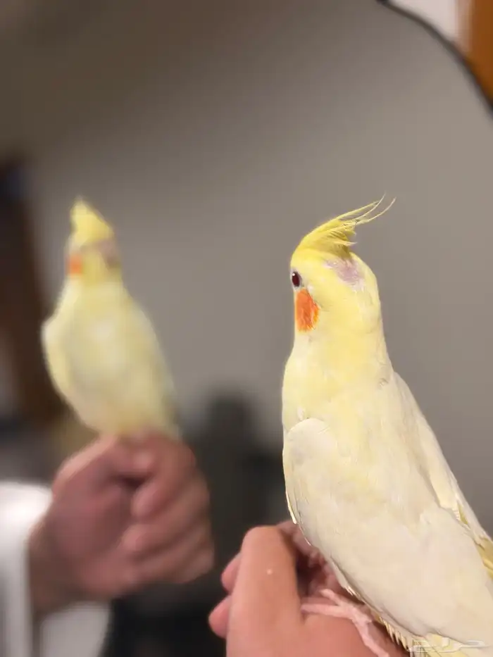 عرض لكم كروان لاتينو متكلم اليف مع الكبير والصغير 2