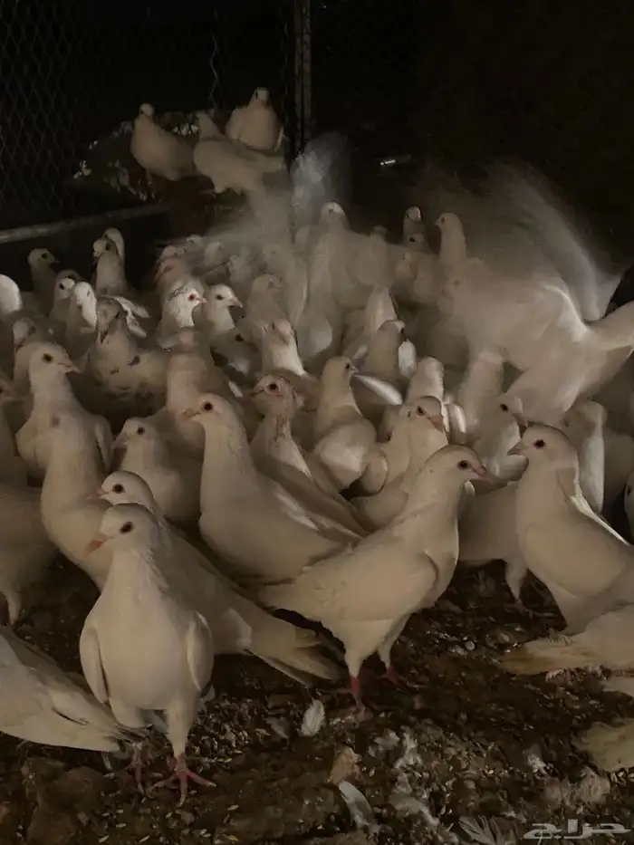 تم البيع الله يبارك لرعيه 11