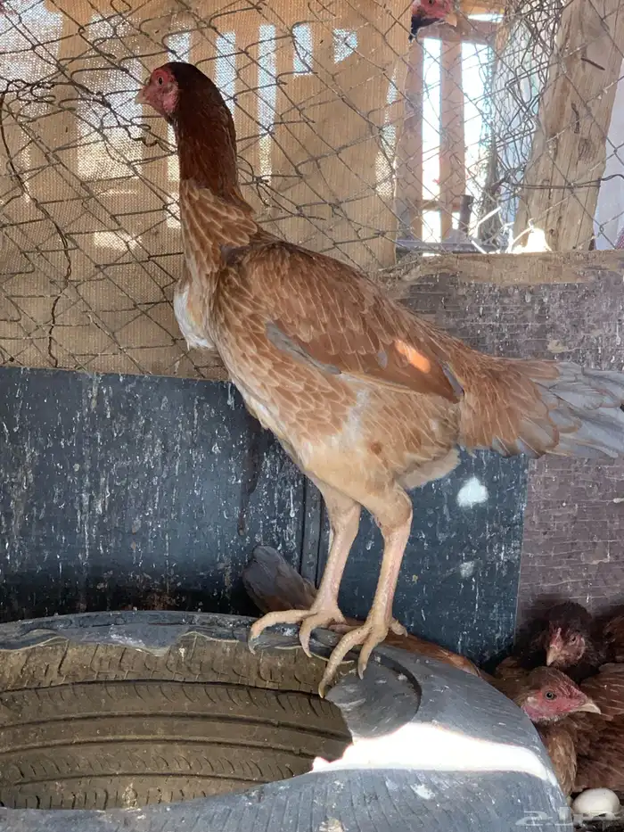 للبيع دجاج باكستاني العدد 27 دجاج مع اديك عددهم 8 24