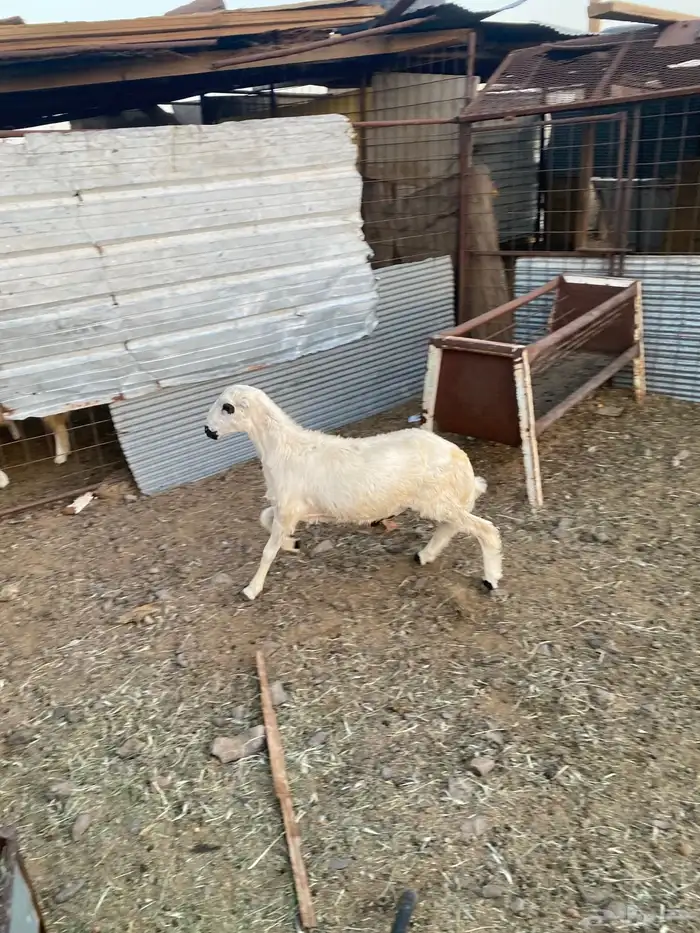 للبيع خروف رفيدي 4