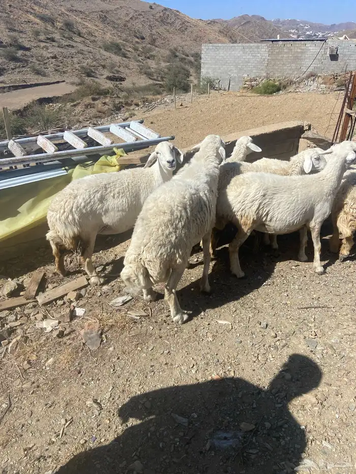 خمسة طليان واثنتين من الضأن 1