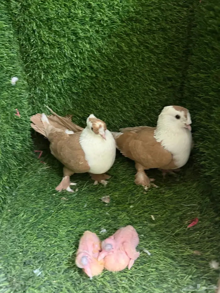 حمام لبناني 0