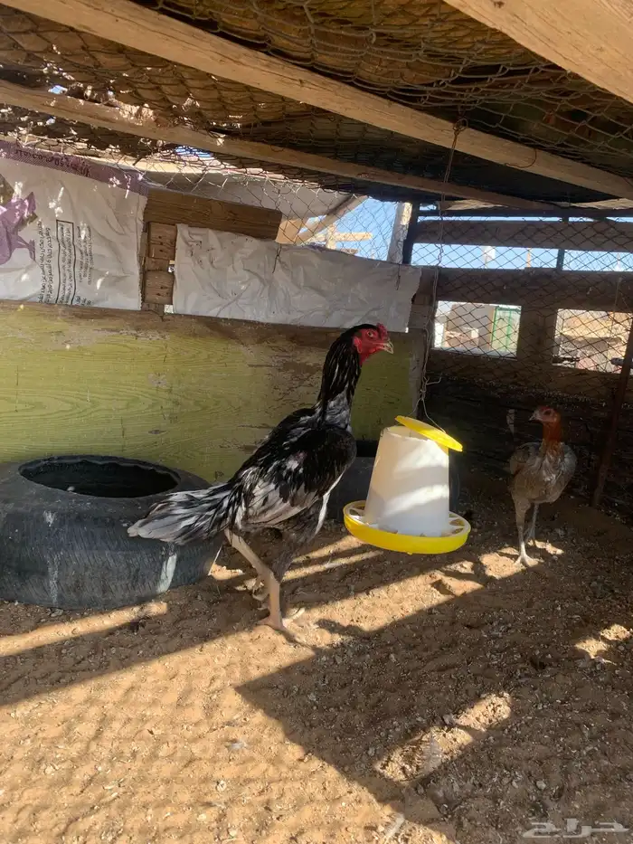 للبيع دجاج باكستاني العدد 27 دجاج مع اديك عددهم 8 31