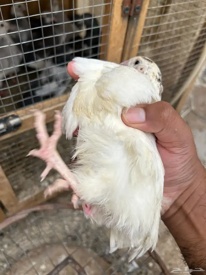 بيض سمان تكساس. تم البيع تم البيع 3