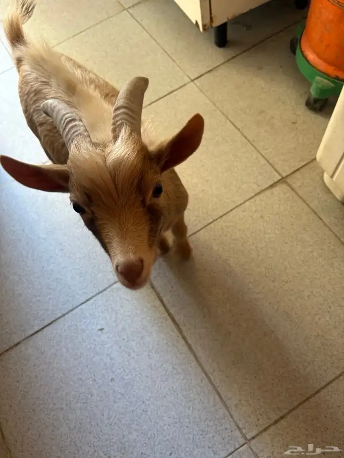 الماعز القزم 1