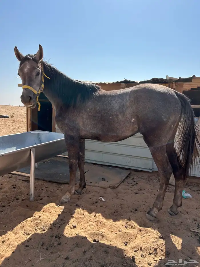 حصان معسوف للبيع 1