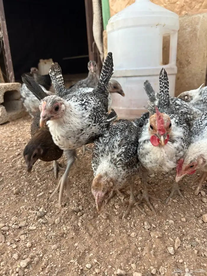 صوص فيومي للبيع 3