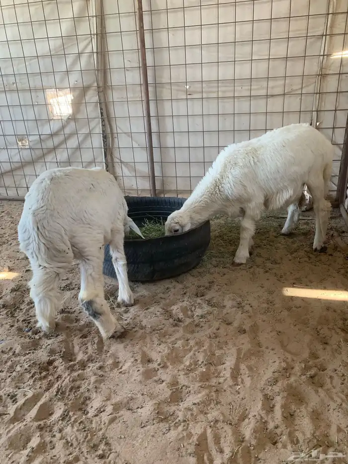 للبيع رخل اربع شهور او طلي 3 شهور ونص 7