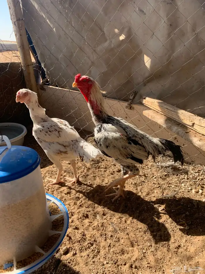 للبيع دجاج باكستاني العدد 27 دجاج مع اديك عددهم 8 9