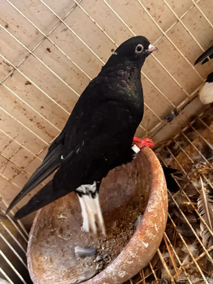 جوز قطيفي مذيل 2